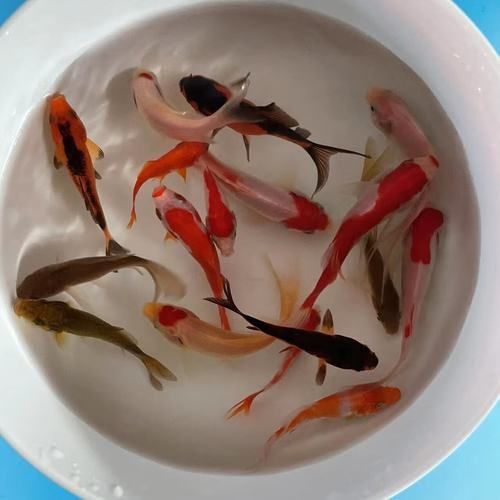 龍魚交叉感染最簡單三個步驟，龍魚交叉感染的三個步驟