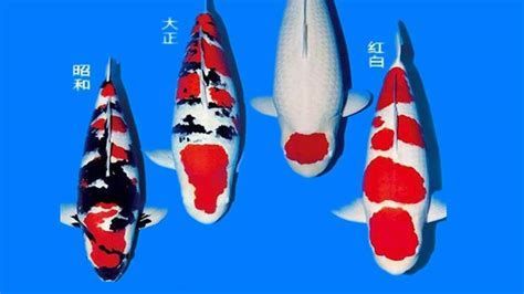 名貴錦鯉魚，關于名貴錦鯉的詳細解析