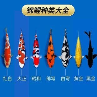 名貴錦鯉魚，關于名貴錦鯉的詳細解析