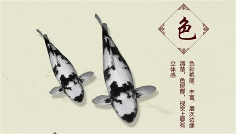 名貴錦鯉魚，關于名貴錦鯉的詳細解析
