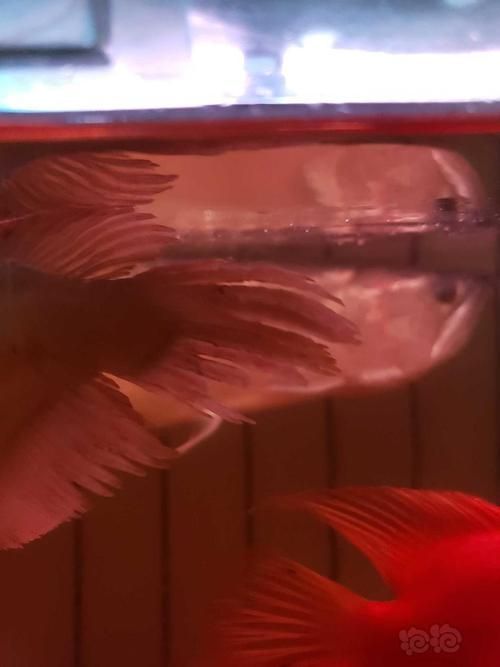 古典龍魚的價格是多少，古典龍魚的價格走勢