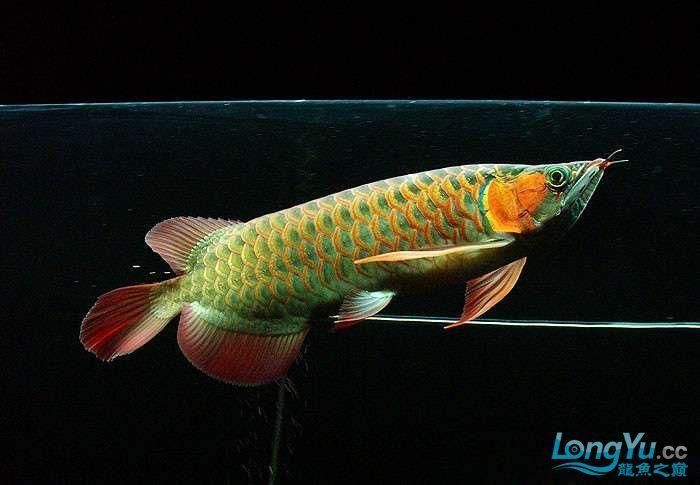 正宗綠皮紅龍魚，正宗綠皮紅龍魚鑒別