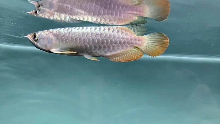 古典過背金龍什么樣的好，古典過背金龍有哪些飼養技巧
