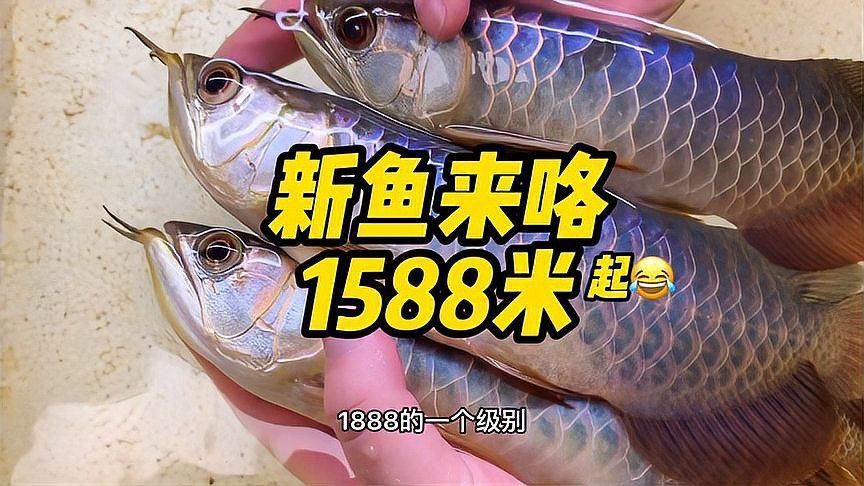 古典過背金龍什么樣的好，古典過背金龍有哪些飼養技巧