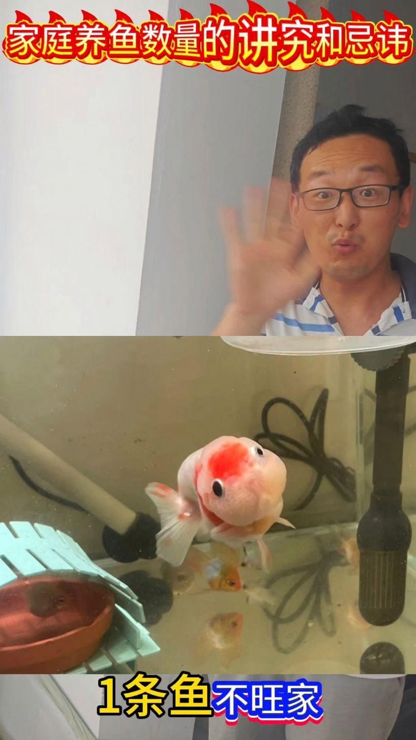 養五條魚有哪些風水講究，五條魚在風水學中應該怎么養？