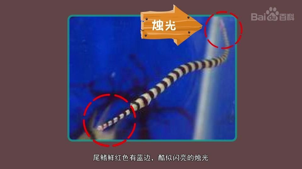 海龍魚有哪些品種，如何區分不同品種的海龍魚？