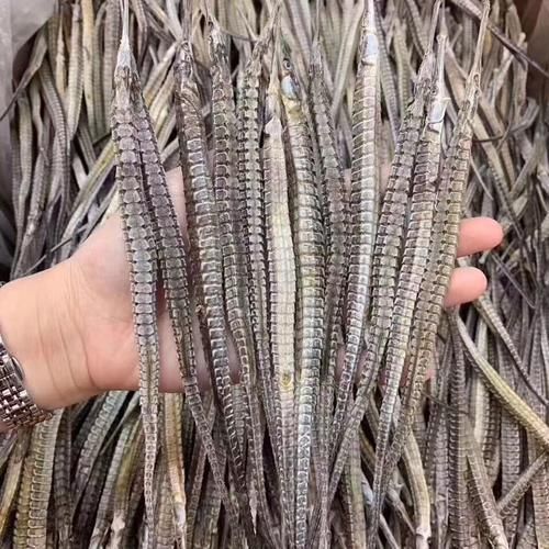 海龍魚有哪些品種，如何區分不同品種的海龍魚？