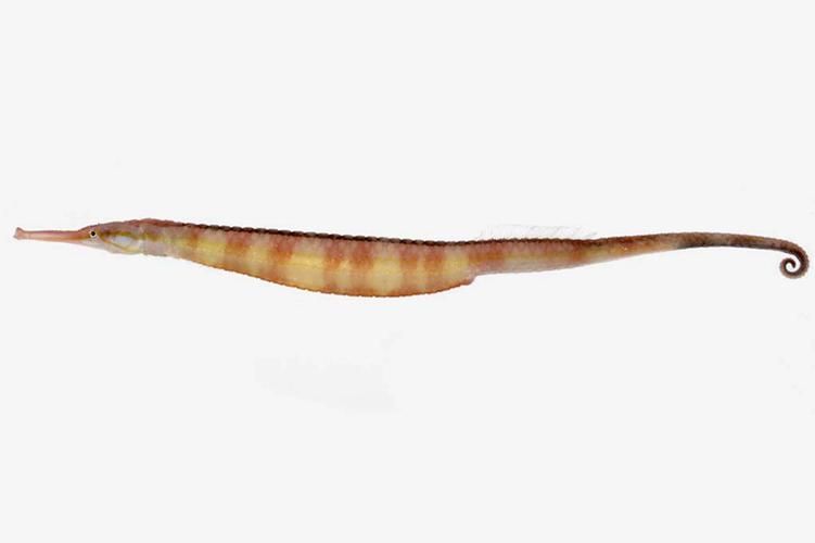 海龍魚有哪些品種，如何區分不同品種的海龍魚？