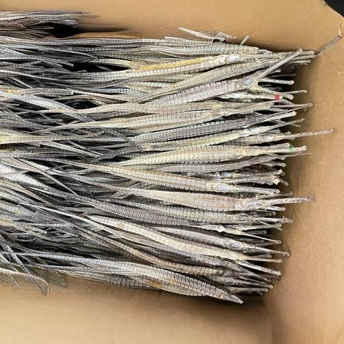 海龍魚有哪些品種，如何區分不同品種的海龍魚？