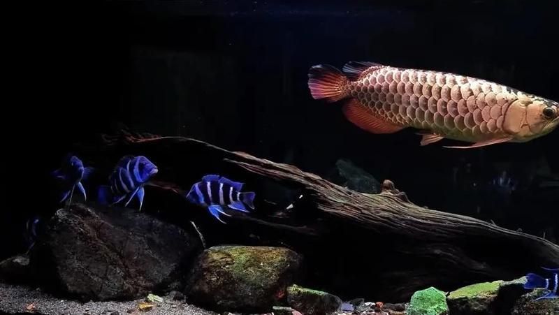 薩伊藍六間和龍魚混養有哪些注意事項，薩伊藍六間和龍魚混養注意事項