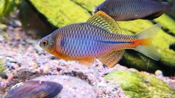 如何區分清遠龍魚和泰國龍魚，“清遠龍魚與泰國龍魚的權威鑒別指南（1000字詳解）