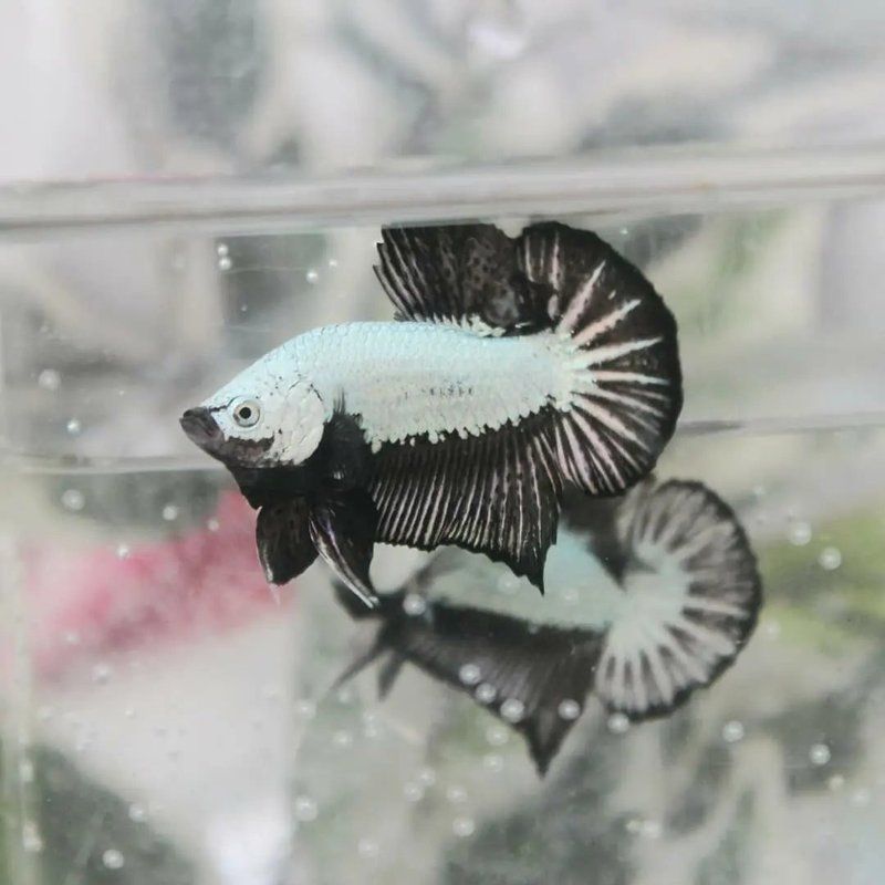 如何區分清遠龍魚和泰國龍魚，“清遠龍魚與泰國龍魚的權威鑒別指南（1000字詳解）