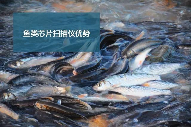 2026年后魚缸防偽有哪些新方法，2026年后魚缸防偽技術