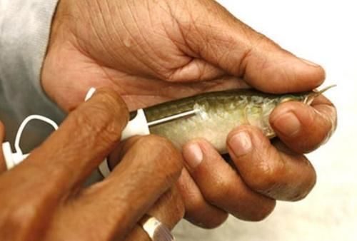 2026年后魚缸防偽有哪些新方法，2026年后魚缸防偽技術