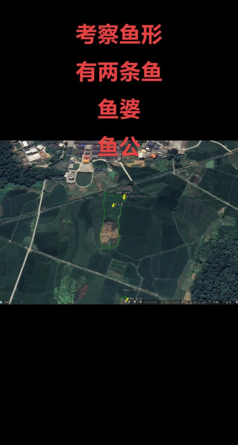 龍魚土葬需要什么材料？，關(guān)于龍魚土葬的一些建議