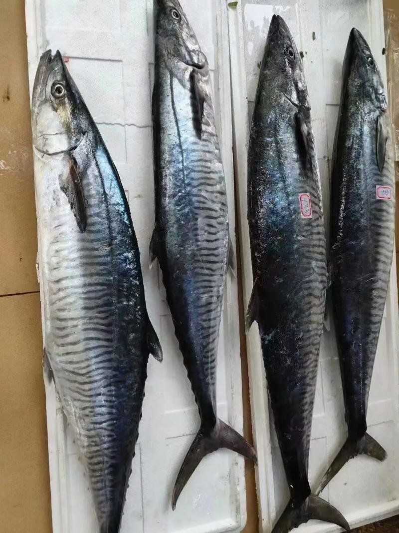 馬龍魚適合哪些烹飪方法，馬龍魚的烹飪方法