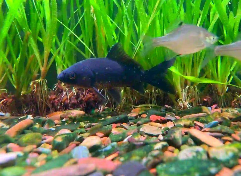 如何辨別真假高價觀賞魚，避免受騙，如何辨別觀賞魚的真偽
