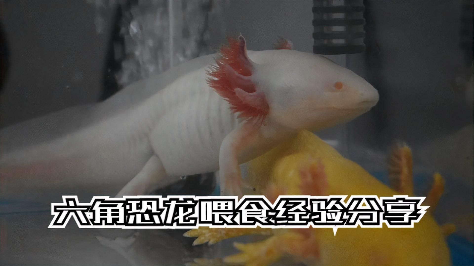 六角龍可以吃什么食物，六角恐龍喂食指南