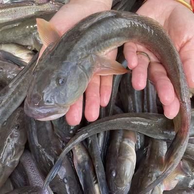 秦皇島龍魚(yú)的價(jià)格走勢(shì)如何，秦皇島龍魚(yú)價(jià)格走勢(shì)圖，秦皇島龍魚(yú)的價(jià)格走勢(shì)如何
