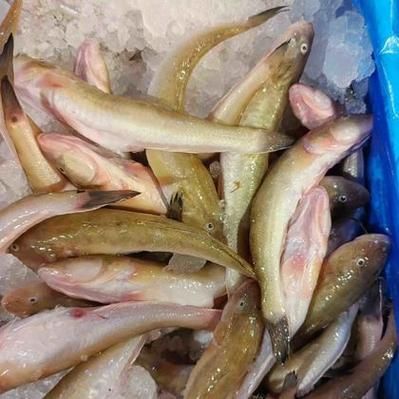 秦皇島龍魚(yú)的價(jià)格走勢(shì)如何，秦皇島龍魚(yú)價(jià)格走勢(shì)圖，秦皇島龍魚(yú)的價(jià)格走勢(shì)如何