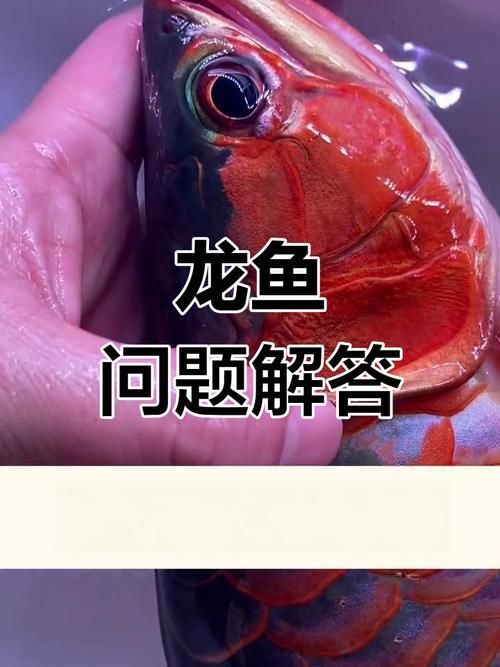 能提供龍魚翻鰓的圖片嗎，如何判斷龍魚是否翻鰓？