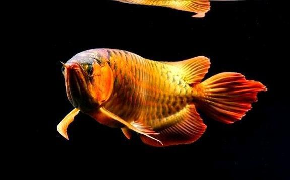 能提供龍魚翻鰓的圖片嗎，如何判斷龍魚是否翻鰓？