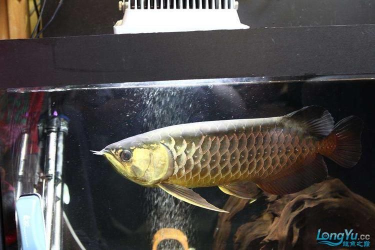 能提供龍魚翻鰓的圖片嗎，如何判斷龍魚是否翻鰓？