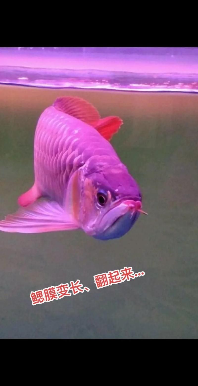 能提供龍魚翻鰓的圖片嗎，如何判斷龍魚是否翻鰓？