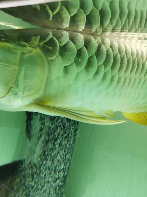 能提供龍魚翻鰓的圖片嗎，如何判斷龍魚是否翻鰓？