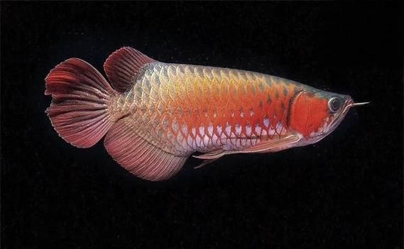 能提供龍魚翻鰓的圖片嗎，如何判斷龍魚是否翻鰓？