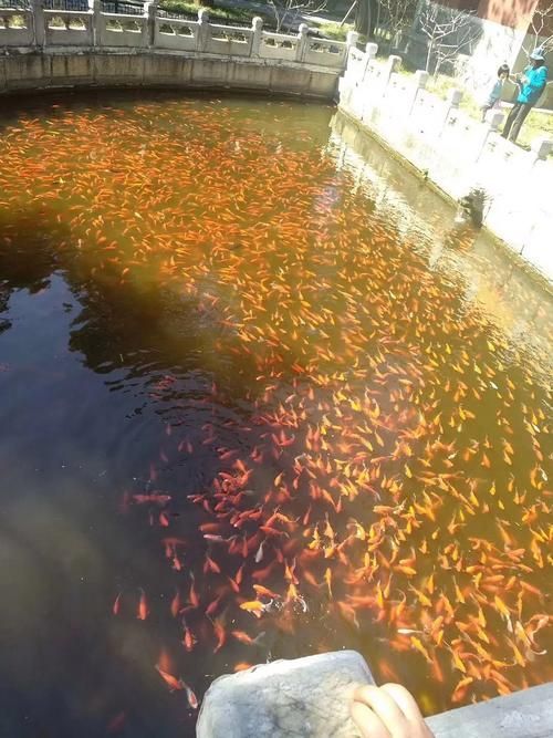 如何聯系馬印水族 祥龍魚場進行合作?,“馬印水族祥龍魚場”獲取權威信息(xianglongfishfarm) 龍魚百科 第3張 如何聯系馬印水族 祥龍魚場進行合作?,“馬印水族祥龍魚場”獲取權威信息(xianglongfishfarm) 如何聯系馬印水族 祥龍魚場進行合作?,“馬印水族祥龍魚場”獲取權威信息(xianglongfishfarm) 龍魚百科 第3張