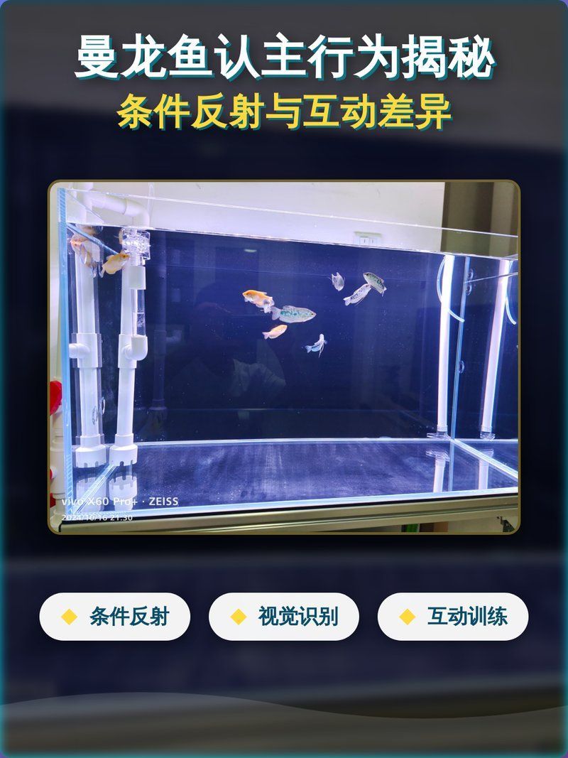 如何訓練龍魚形成條件反射？，巴甫洛夫觀賞魚訓練龍魚形成條件反射的科學依據、訓練操作流程