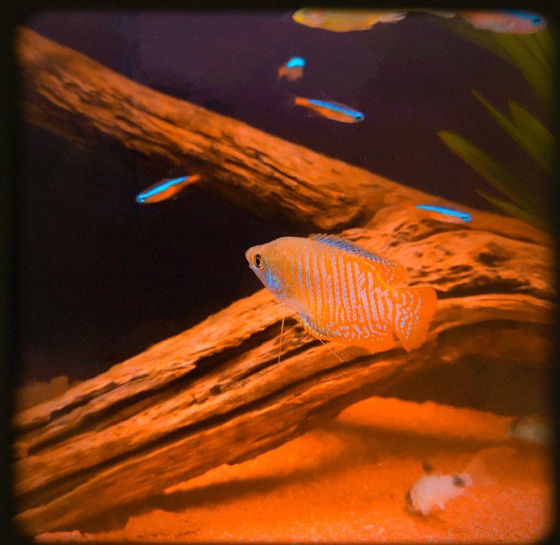 如何維持金龍魚飼養(yǎng)溫度的穩(wěn)定，北京金龍魚飼養(yǎng)溫度穩(wěn)定維持詳解（1000字+配圖）