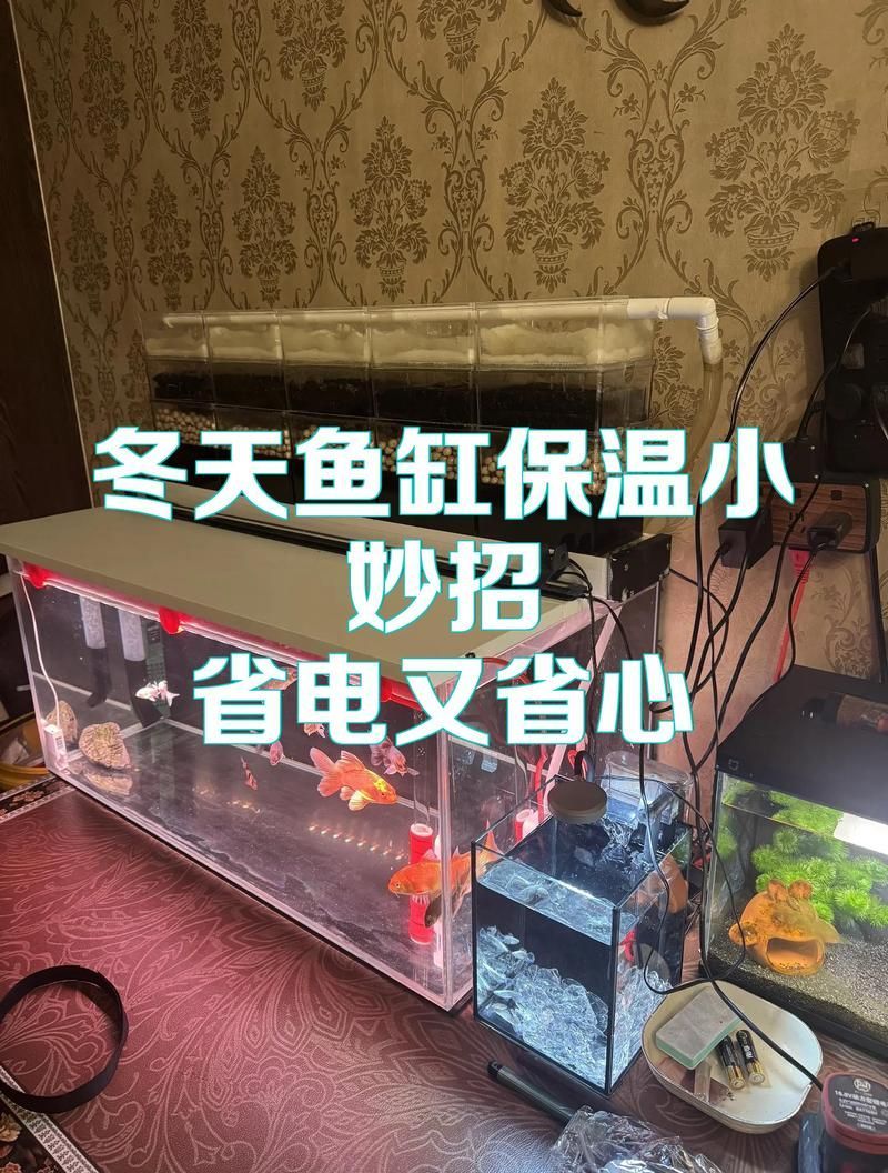 如何維持金龍魚飼養(yǎng)溫度的穩(wěn)定，北京金龍魚飼養(yǎng)溫度穩(wěn)定維持詳解（1000字+配圖）