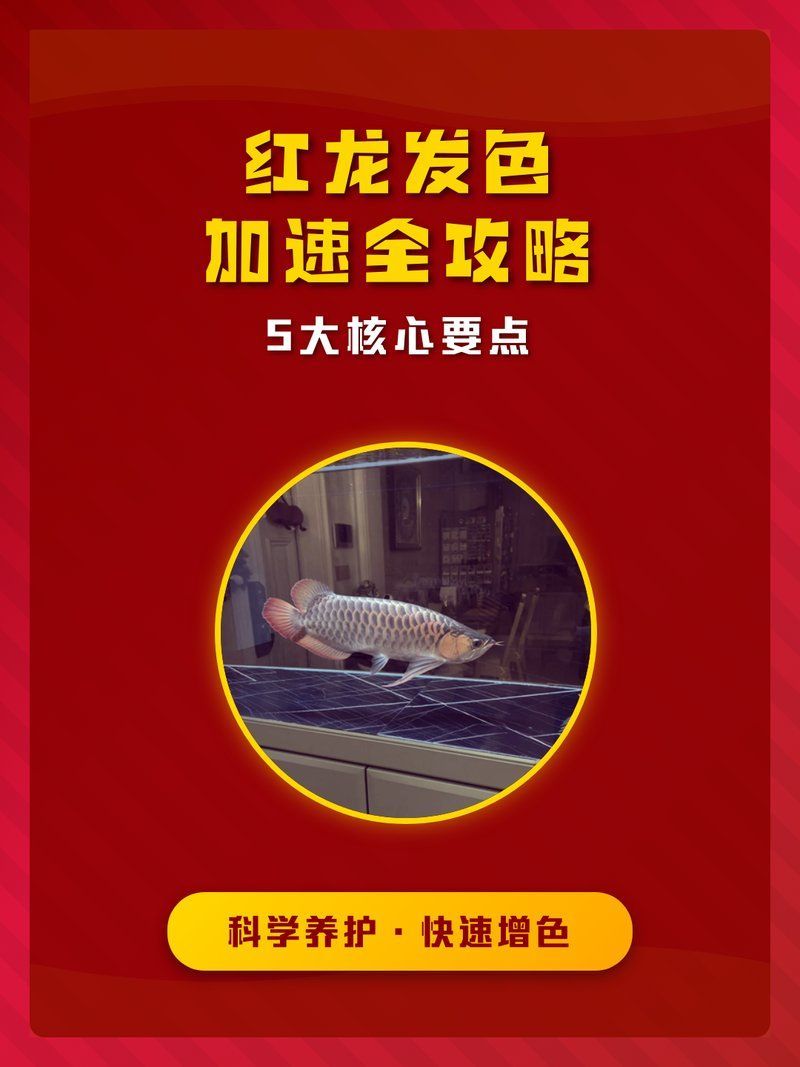 紅龍發(fā)色管理有哪些技巧，印尼紅龍發(fā)色管理技巧