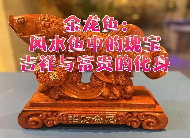 龍魚哪個品種風水最好？，如何根據風水選擇龍魚？