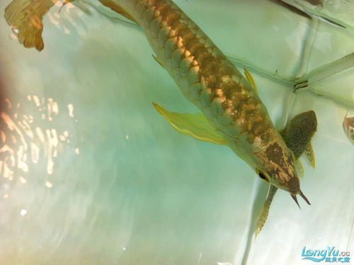 有沒有推薦的<strong><mark>杭州</mark></strong>龍魚水族店？，<strong><mark>杭州</mark></strong>龍魚水族店推薦
