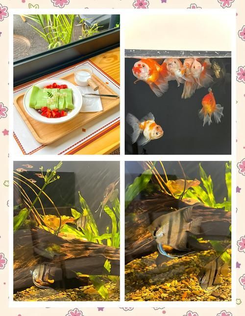 有沒有推薦的杭州龍魚水族店？，杭州龍魚水族店推薦