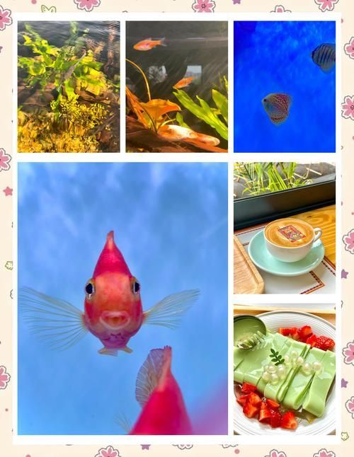有沒有推薦的杭州龍魚水族店？，杭州龍魚水族店推薦