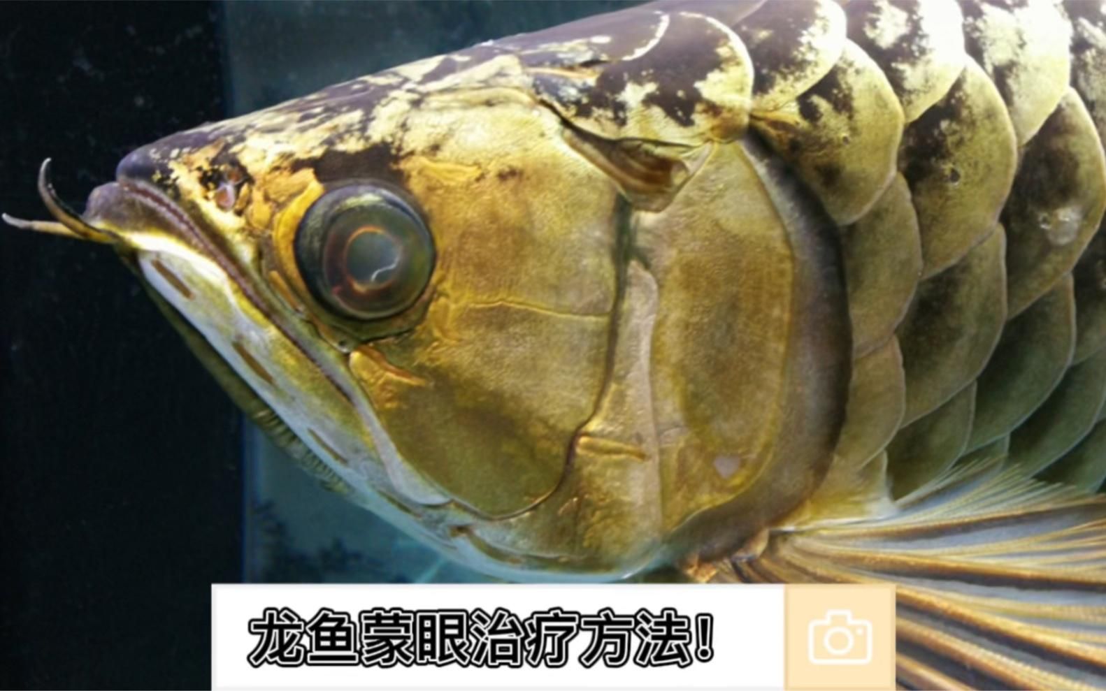文安龍魚養殖中哪些疾病常見，龍魚養殖中常見的幾類龍魚疾病及其癥狀與防治方法
