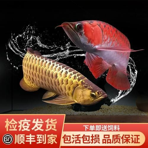 紅龍過背金龍魚的市場價格波動大嗎，紅龍過背金龍魚與過背金龍魚的價格波動價格波動大嗎