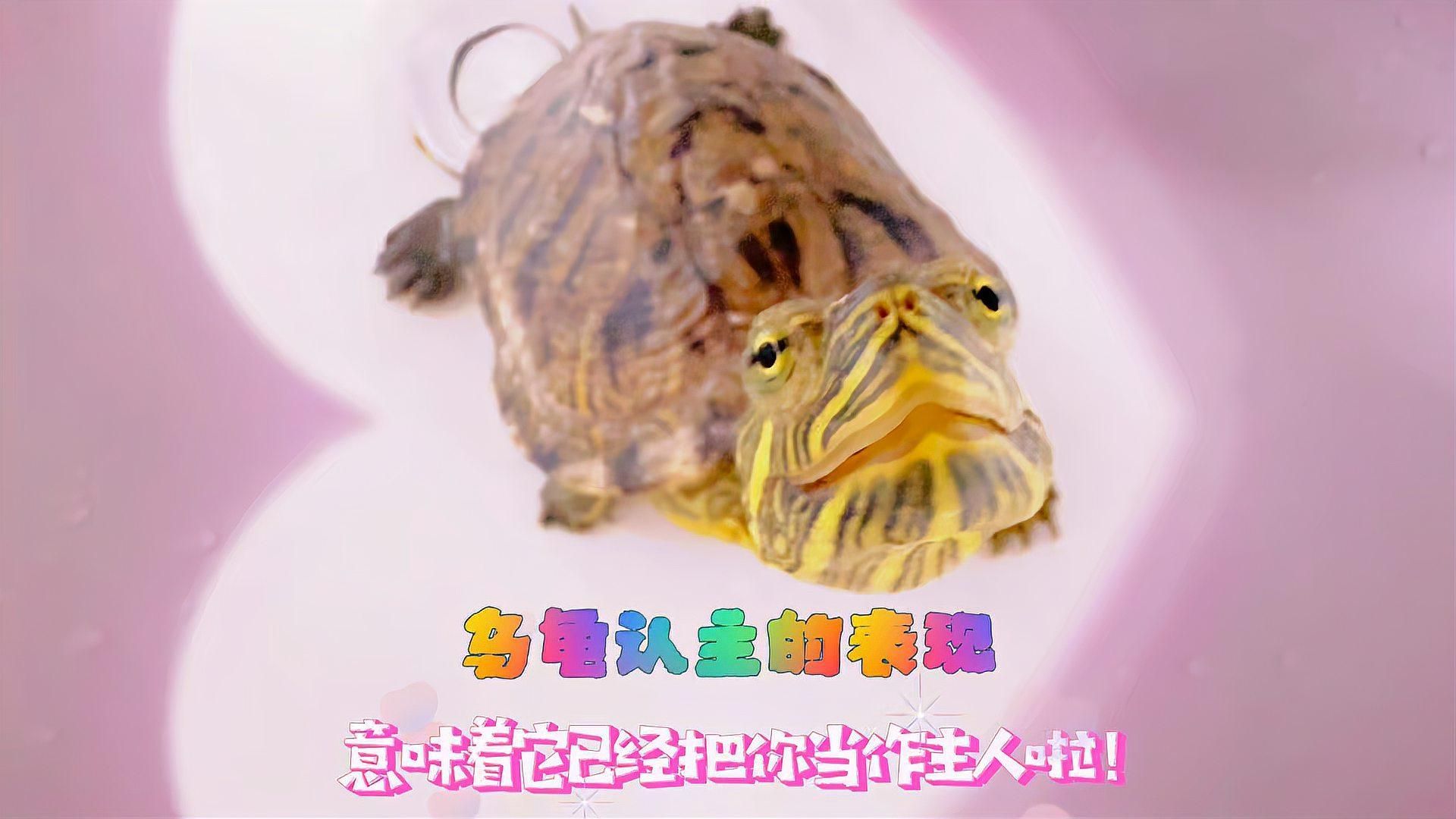 如何判斷烏龜與主人的緣分深淺，烏龜與主人的5個表現，你注意到了嗎 如何判斷烏龜與主人的緣分深淺，烏龜與主人的5個表現，你注意到了嗎 龍魚百科 第2張
