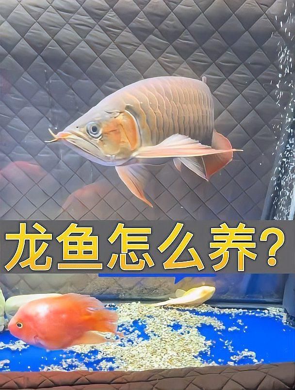 龍魚和鳳魚哪個更有飼養價值，龍魚和鳳魚哪個更有觀賞價值？
