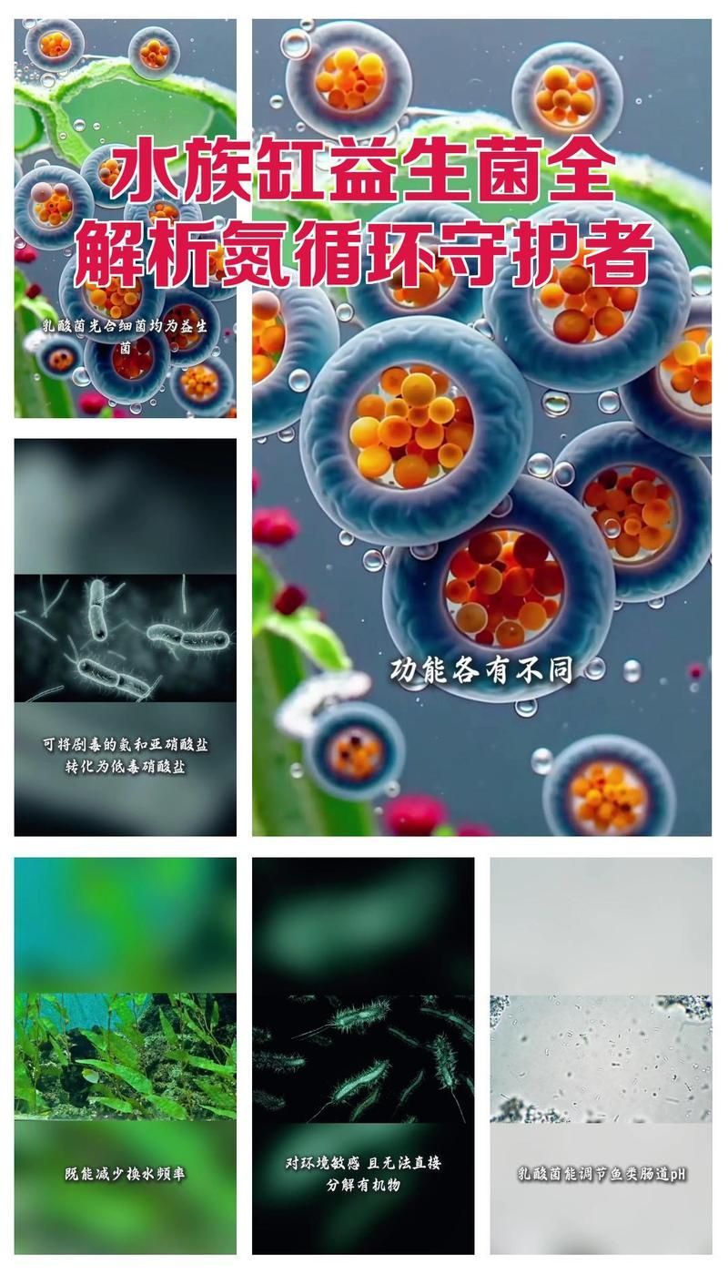 有哪些品牌益生菌適合錦鯉魚缸使用，錦鯉魚缸使用益生菌