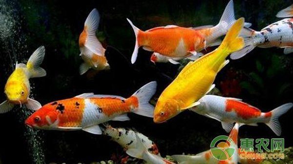 有哪些品牌益生菌適合錦鯉魚缸使用，錦鯉魚缸使用益生菌