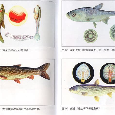金龍魚寄生蟲圖片，金龍魚寄生蟲詳解與防治指南