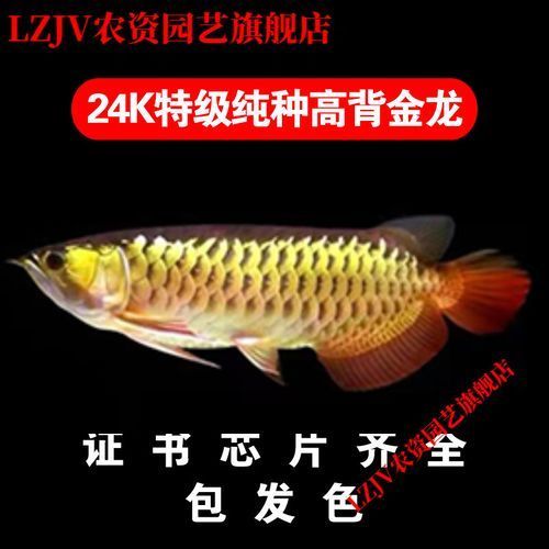 給我一些鑒別金頭金龍魚的真?zhèn)蔚膱D片，如何鑒別金頭金龍魚