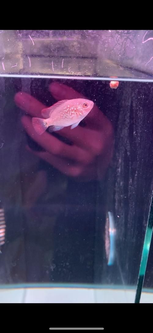 給我一些鑒別金頭金龍魚的真?zhèn)蔚膱D片，如何鑒別金頭金龍魚