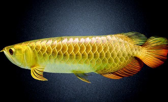 給我一些鑒別金頭金龍魚的真?zhèn)蔚膱D片，如何鑒別金頭金龍魚