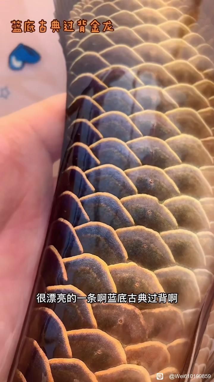 哪些龍魚品種在關燈下顏色最鮮艷？，關燈下顏色最鮮艷的龍魚品種顏色最為鮮艷的龍魚品種